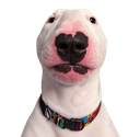 ARCPAW mascot